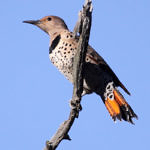 Northern Flicker, Coyote Hills Regional Park, Fremont, CA, 10/2010