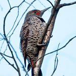 1st Record. Northern Flicker, Ulistac Natural Area, Santa Clara, California, 3/2009