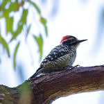 1st Record. Nuttall's Woodpecker, Ed Levin County Park, Milpitas, California, 3/2009