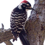 Nuttall's Woodpecker, McClellan Ranch Park, Cupertino, California, 4/2009