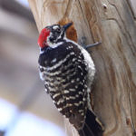 Nuttall's Woodpecker, Ulistac Natural Area, Santa Clara, California, 4/2009