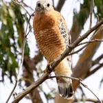 Red-shouldered Hawk, Ulistac Natural Area, Santa Clara, California, 9/2009