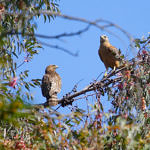 1st Record. Red-shouldered Hawk, Ed Levin County Park, Milpitas, California, 3/2009