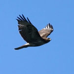 1st Record. Red-tailed Hawk, Lake San Antonio, California, 1/2009