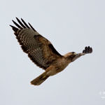 Red-tailed Hawk, Alviso, San Jose, California, 3/2009