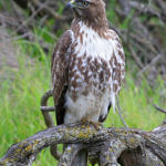 Red-tailed Hawk, Shoreline Park, Mountain View, California, 4/2009