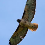 Red-tailed Hawk, Arastradero Preserve, Palo Alto, California, 4/2009