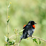 1st Record. Red-winged Blackbird, Ed Levin County Park, Milpitas, California, 3/2009