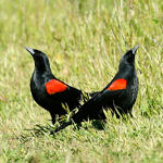 Red-winged Blackbird, Ed Levin County Park, Milpitas, California, 3/2009