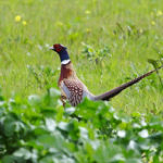 1st Record. Ring-necked Pheasant, Alviso, San Jose, California, 3/2009
