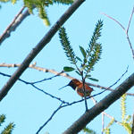 1st Record. Rufous Hummingbird, Ed Levin County Park, Milpitas, California, 3/2009