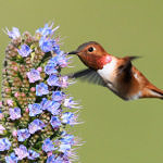 Rufous Hummingbird, Ed Levin County Park, Milpitas, California, 4/2010