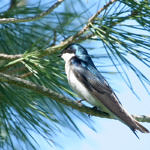 1st Record. Tree Swallow, Ed Levin County Park, Milpitas, California, 3/2009