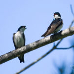 Tree Swallow, Ed Levin County Park, Milpitas, California, 3/2009
