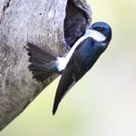 Tree Swallow, Ed Levin County Park, Milpitas, California, 4/2010
