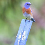 1st Record. Western Bluebird, Ulistac Natural Area, Santa Clara, California, 3/2009