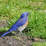 Western Bluebird, Ed Levin County Park, Milpitas, California, 3/2009