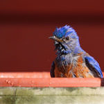 Western Bluebird, McClellan Ranch Park, Cupertino, California, 5/2009