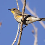 Yellow-rumped Warbler, Don Edwards San Francisco Bay National Wildlife Refuge, CA, 11/2010