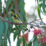 1st Record. Yellow-rumped Warbler, Ed Levin County Park, Milpitas, California, 3/2009