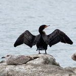 Double-crested Cormorant, Don Edwards San Francisco Bay National Wildlife Refuge, California, 3/2009