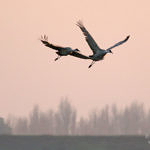 Sandhill Crane, Woodbridge Ecological Reserve, Lodi, California, 1/2009