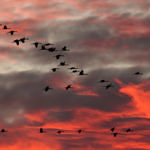 1st Record, Sandhill Crane, Merced National Wildlife Refuge, California, 12/2008