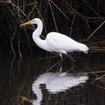 Great Egret, Don Edwards San Francisco Bay National Wildlife Refuge, California, 10/2010