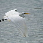 Great Egret, Don Edwards San Francisco Bay National Wildlife Refuge, California, 3/2009