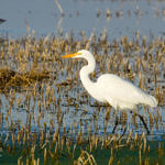 Great Egret, 1st Record, Merced National Wildlife Refuge, California, 12/2008
