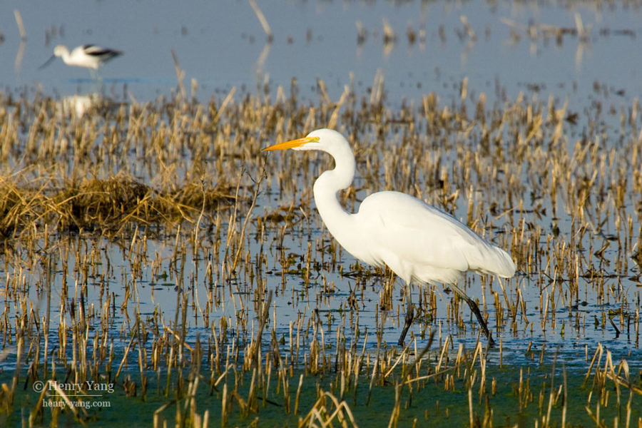 Great Egret, Merced National Wildlife Refuge, California, 12/2008