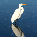 Great Egret, Merced National Wildlife Refuge, California, 1/2009