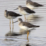 Greater Yellowlegs, Alviso, San Jose, California, 8/2009