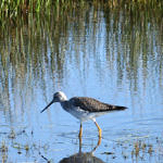 1st Record. Greater Yellowlegs, San Luis National Wildlife Refuge, California, 1/2009