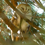 Barn Owl, Ed Levin County Park, Milpitas, California, 3/2009