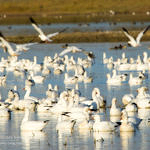 Ross's Goose, Merced National Wildlife Refuge, California, 12/2008