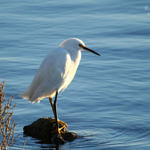 Snowy Egret, Don Edwards San Francisco Bay National Wildlife Refuge, California, 2/2009