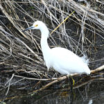 1st Record, Snowy Egret, Woodbridge Ecological Reserve, Lodi, California, 12/2008