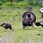 1st Record. Wild Turkey, Ed Levin County Park, Milpitas, California, 3/2009