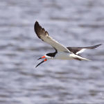 Black Skimmer, Don Edwards San Francisco Bay National Wildlife Refuge, California, 9/2009