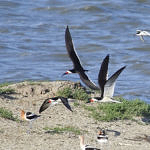 Black Skimmer, Shoreline Park, Mountain View, California, 4/2009