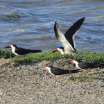 1st Record. Black Skimmer, Shoreline Park, Mountain View, California, 4/2009