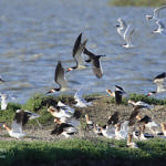 Black Skimmer, Shoreline Park, Mountain View, California, 4/2009