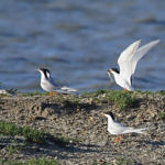 1st Record. Forster's Tern, Shoreline Park, Mountain View, California, 4/2009