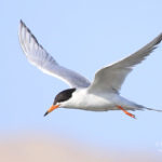 Forster’s Tern, Don Edwards San Francisco Bay National Wildlife Refuge, California, 7/2009