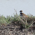 1st Record. Killdear, Don Edwards National Wildlife Refuge, California, 4/2009