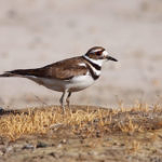 Killdeer, Don Edwards San Francisco Bay National Wildlife Refuge, California, 6/2009