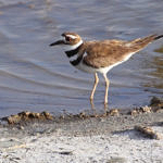 Killdeer, Don Edwards San Francisco Bay National Wildlife Refuge, California, 6/2009