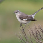 1st Record. Northern Mockingbird, Shoreline Park, Mountain View, California, 4/2009