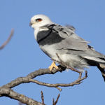White-tailed Kite, Don Edwards San Francisco Bay National Wildlife Refuge, CA, 11/2010